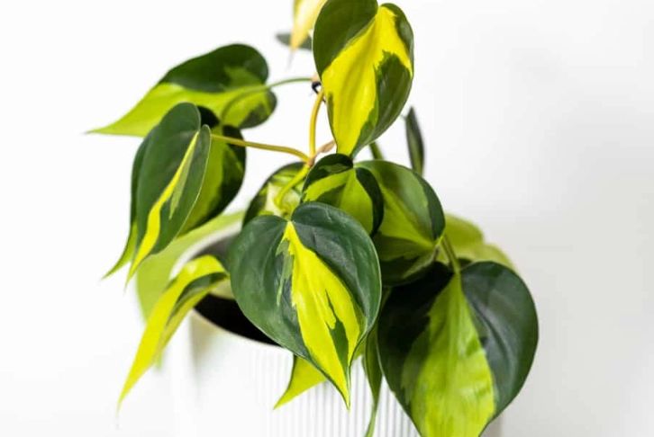 philodendron brazil care