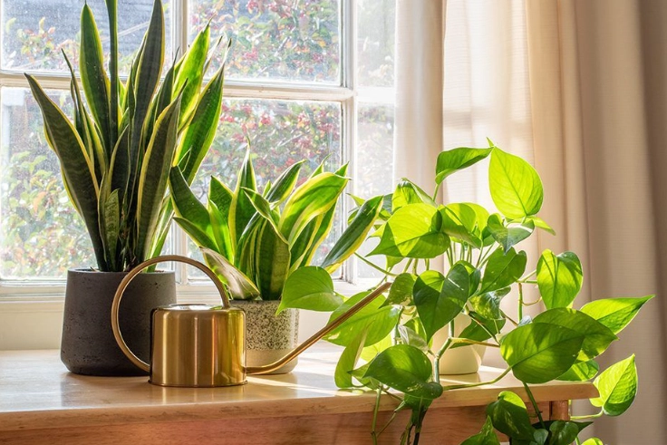 easy indoor plants