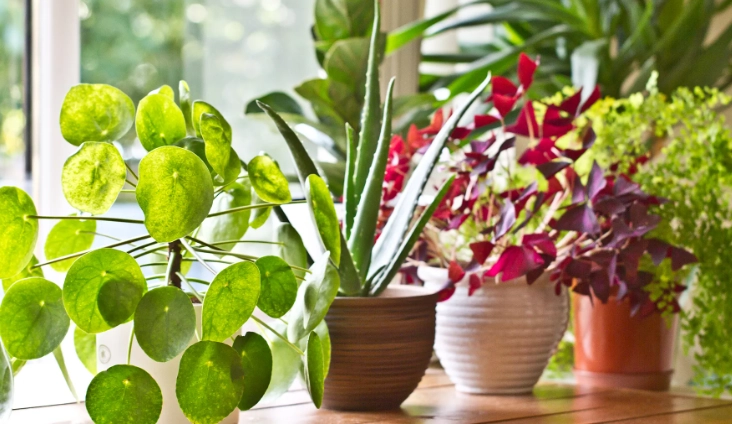 big indoor plants big indoor plants