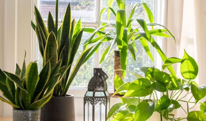 tall houseplants tall houseplants