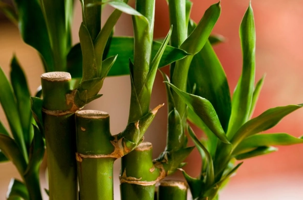 bamboo plant care bamboo plant care