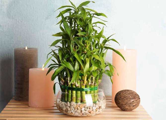 lucky bamboo care lucky bamboo care