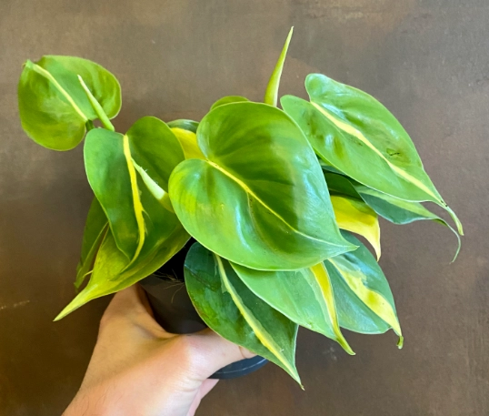 philodendron brazil plant