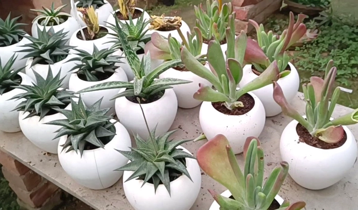 tall houseplants tall houseplants