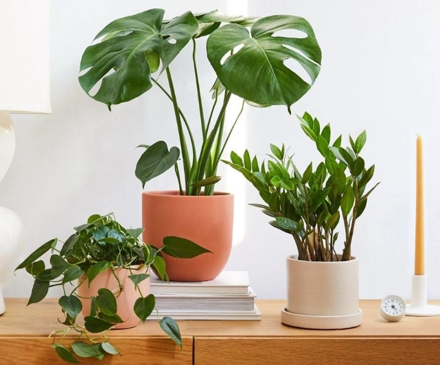 large indoor trees large indoor trees