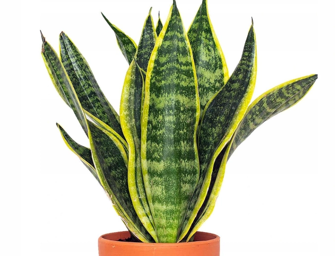 how to care for a snake plant