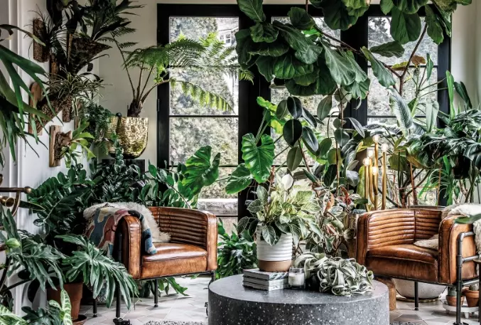 large indoor trees large indoor trees