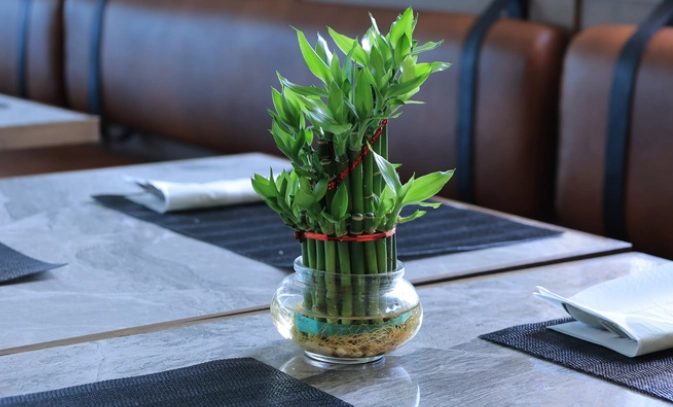 lucky bamboo care lucky bamboo care