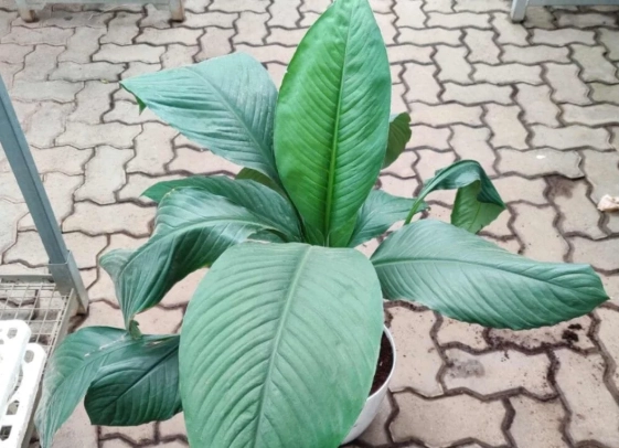 biggest indoor plants