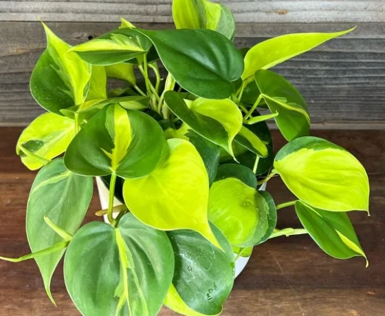 variegated heartleaf philodendron
