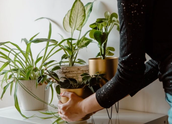 low maintenance houseplants