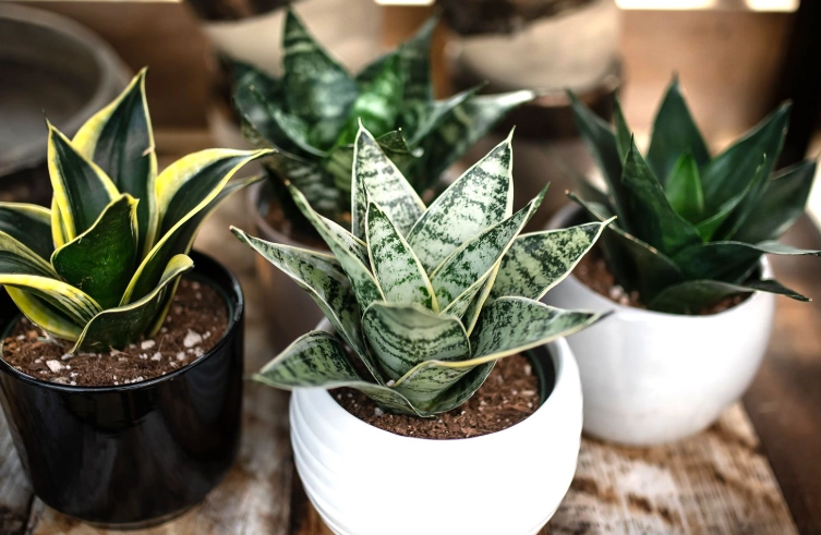 snake plant watering