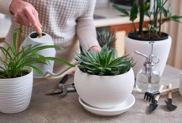 easiest to care for houseplants