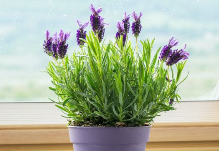 growing lavender indoors growing lavender indoors
