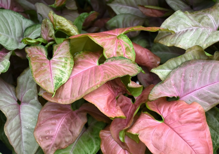 pink arrowhead plant