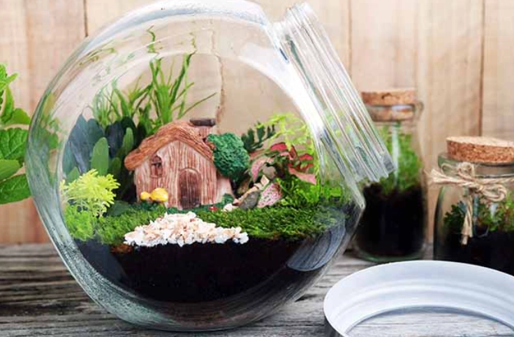 closed terrarium plants
