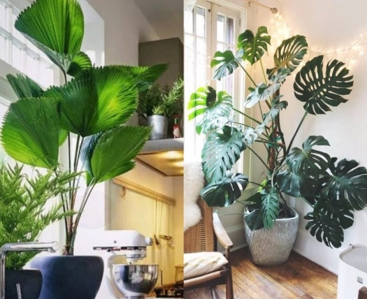 low light large houseplants