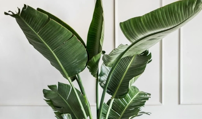 low light large houseplants