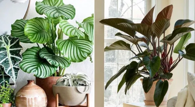 large plant care guide