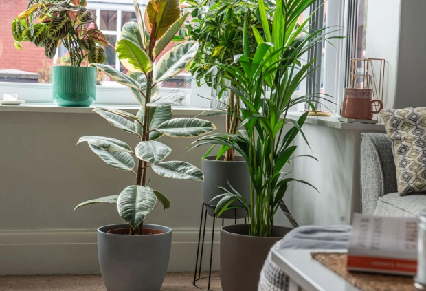 indoor large plants