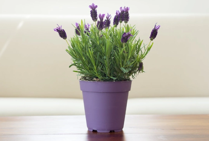 indoor lavender plant care indoor lavender plant care