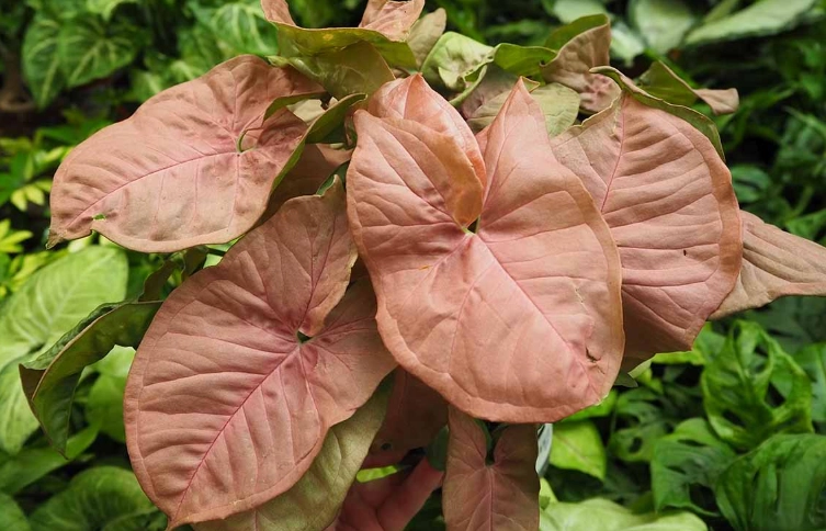 pink syngonium