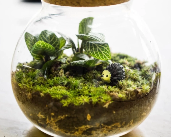 terrarium design