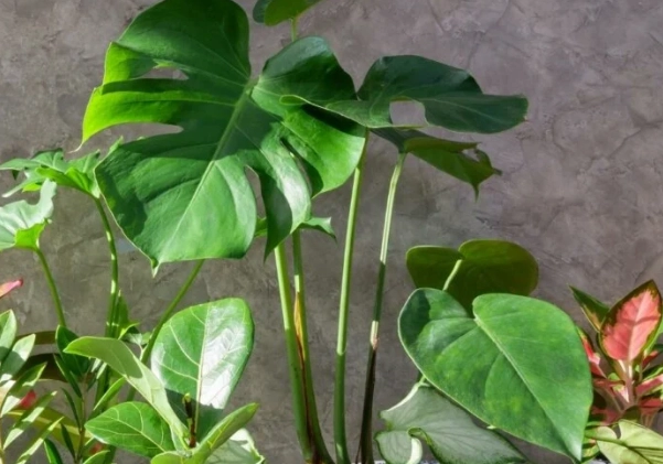 large plant care guide