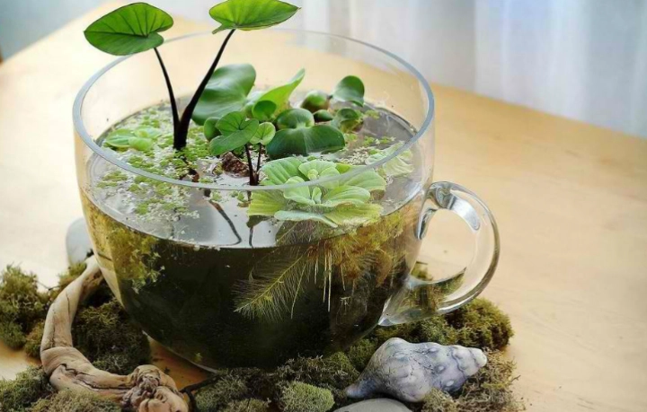 closed terrarium plants