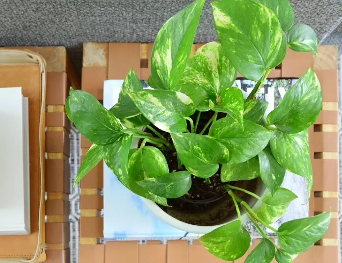 golden pothos care