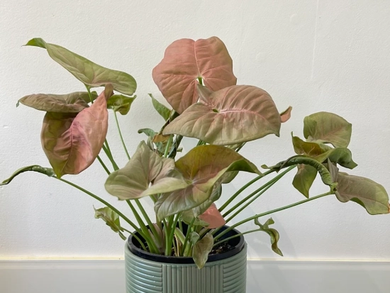 pink syngonium