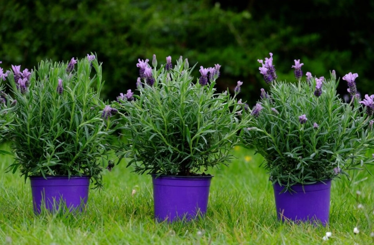 indoor lavender plant care indoor lavender plant care