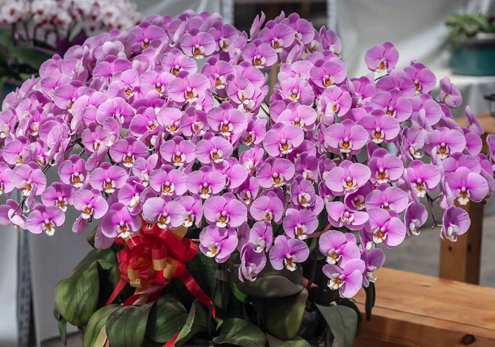 how to grow moth orchids