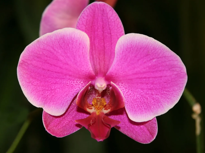 moth orchid care