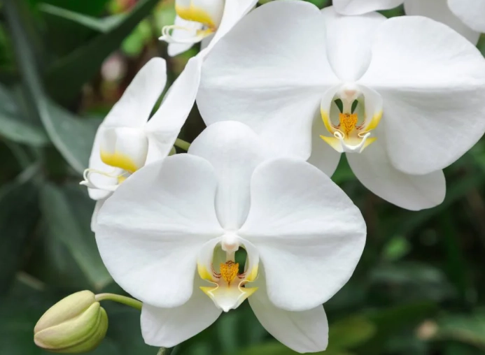 phalaenopsis orchid