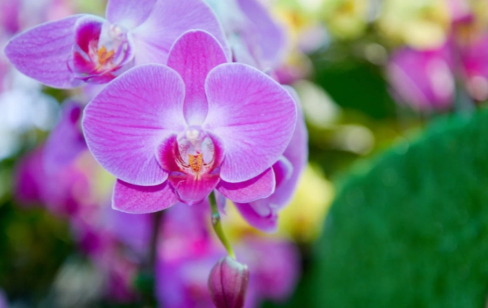 how to grow moth orchids