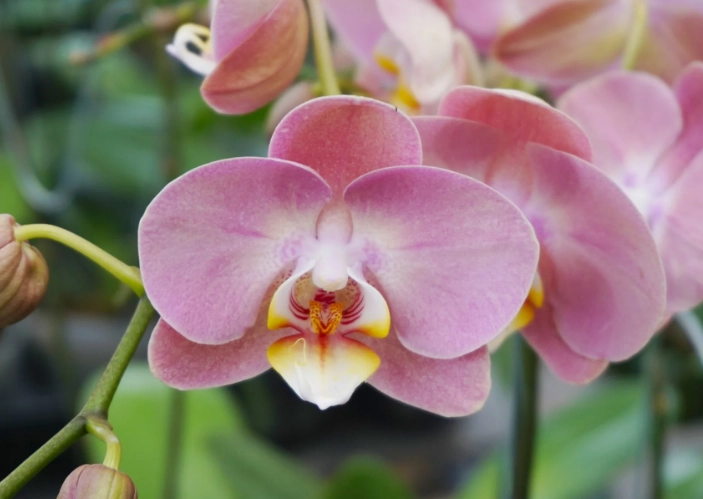 moth orchid