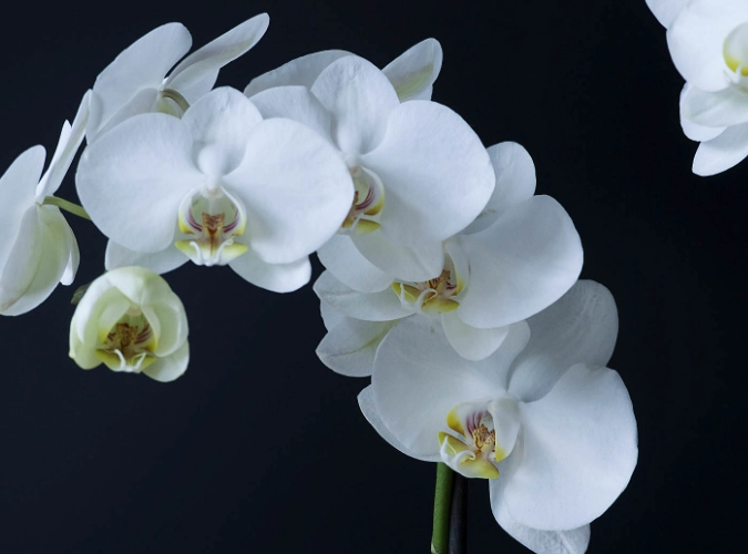 phalaenopsis orchid