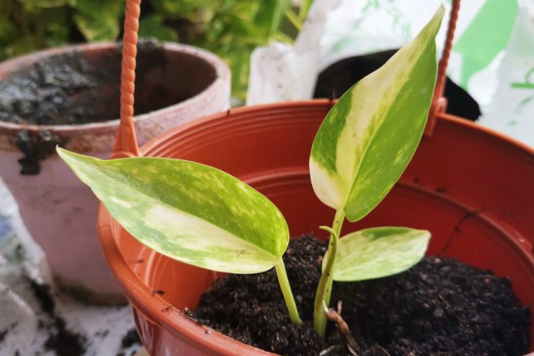 golden pothos propagation