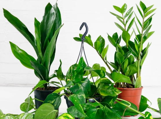 air purifying plants air purifying plants