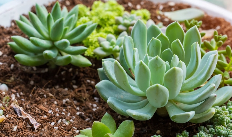 air purifying plants air purifying plants