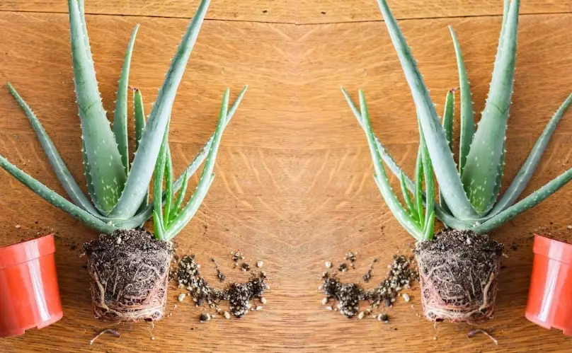 aloe vera propagation
