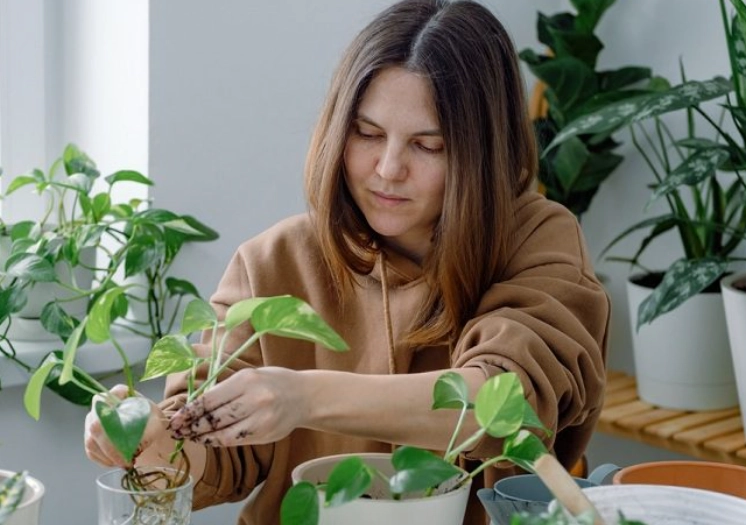 golden pothos propagation in water