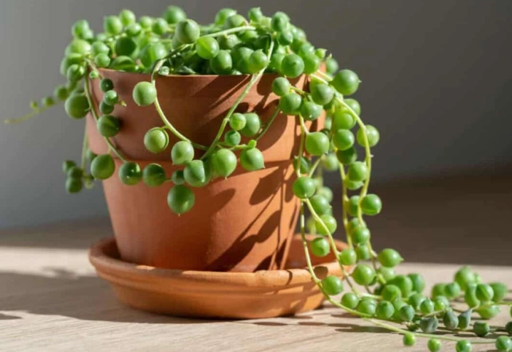 string of pearls plant