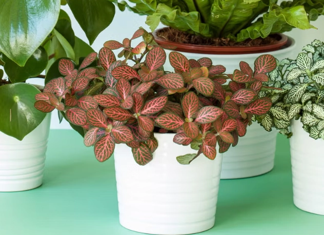 easy care house plants