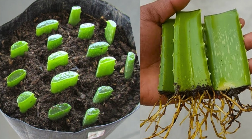 how do you propagate aloe vera