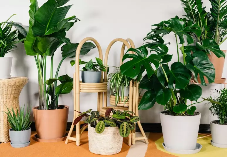 low light house plants low light house plants