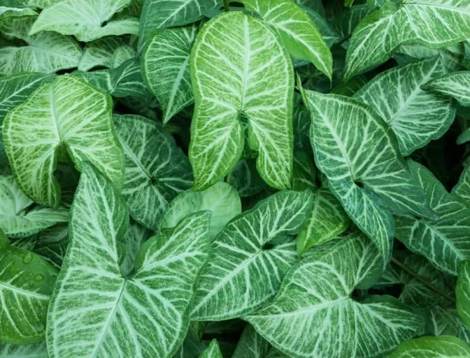 arrowhead plant care