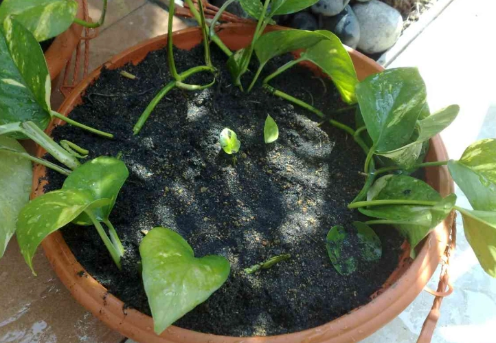 how to propagate pothos
