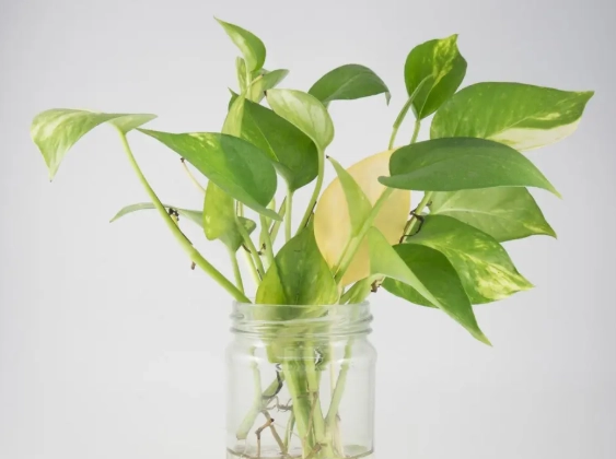 golden pothos propagation in water